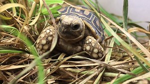 3.5K views · 230 reactions | Check out this leopard tortoise...