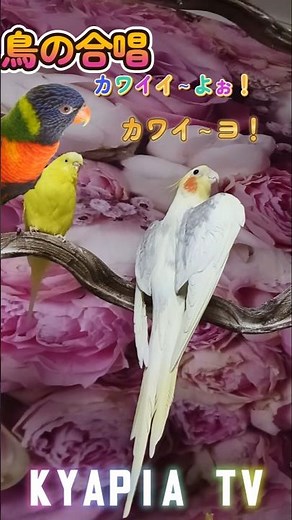可愛い！幸せすぎる鳥の合唱❤ オカメインコ セキセイインコ 九官鳥 鳩 ゴシキセイガイインコ #187