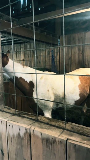 Someone is OVER being on stall rest! He breaks free in the morning…lol. #equestrianlife #horsecare