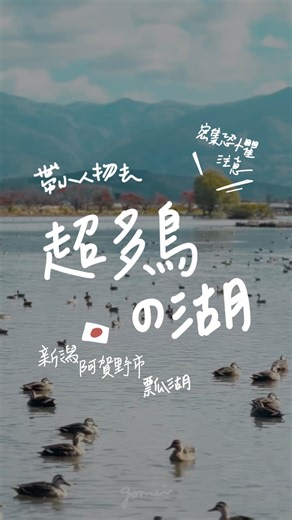 國美ゴメ｜5cm小人物の日常 on Instagram: "密集恐懼者注意 每年會有5000隻天鵝飛來過冬的湖 拍攝時間是2025/11/14 天鵝還沒有很多 但是其他鳥類好多 📍 瓢湖 新潟県阿賀野市水原313-1 ●JR羽越本線“水原站”出站後步行30分鐘 或乘坐計程車5分鐘 ●磐越高速“新津高速口”下高速後行駛15分鐘 每天9點11點15點 管理員會進行餵食 也可以自行跟管理處購買飼料餵鳥喔！"