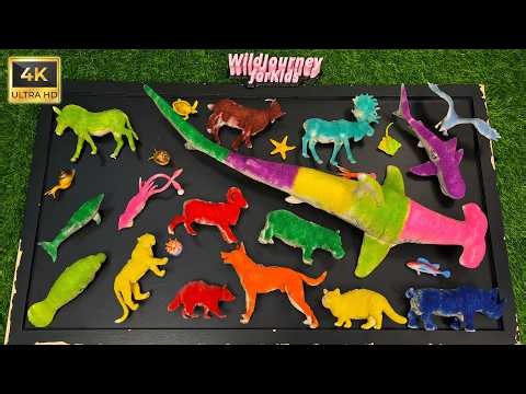 Amazing Ocean Adventure for Kids 🌊 White Shark, Hammerhead Shark, Dolphin and Squid