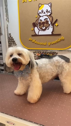 Snoopy ❤️🐶 | Starpug Professional Grooming