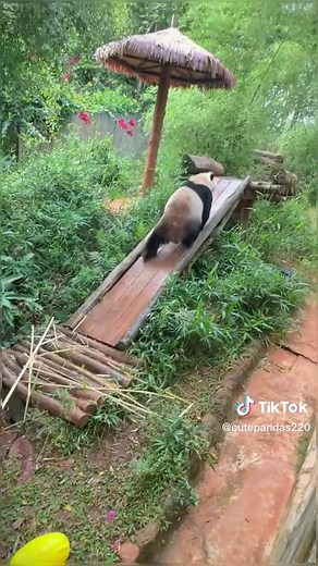 Cute Panda Gets Angry | Funny Animal Reaction