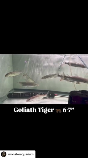 11K views · 74 reactions | @monsteraquarium The Goliath Tigerfish is...
