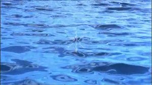 Wonders Of Nature - Test Demo