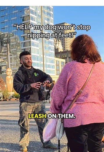 Effective Dog Training in Seattle for Reactive Dogs