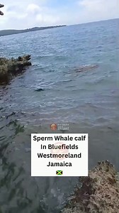 664K views · 5.2K reactions | Whale give birth in Westmoreland jamaica. FOLLOW OUR PAGE FOR MORE UPDATES | Face Xpression Production | Facebook