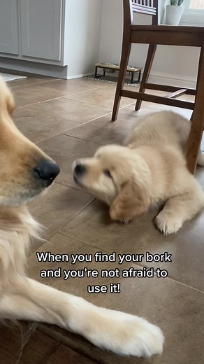 Golden Retriever Puppy Barking Compilation