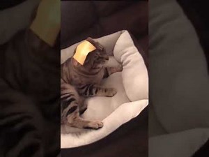CATS vs CHEESE