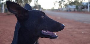 Male dogs four times more likely to develop contagious cancer on nose or mouth than females