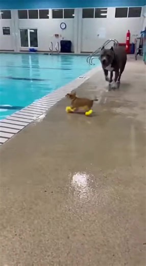 Tiny Dog Floats and Talks Trash in Hilarious Video!