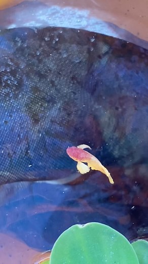 Platino bettasrd on Instagram: "Una cria de pez Betta dumbo #betta #crias"