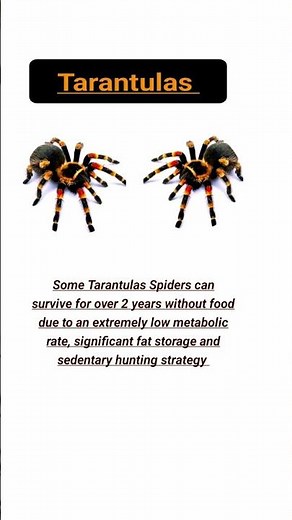 Tarantulas: Hairy Spiders