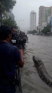 Enormous Python Spotted Slithering Through Flooded Streets of Bangkok, Thailand