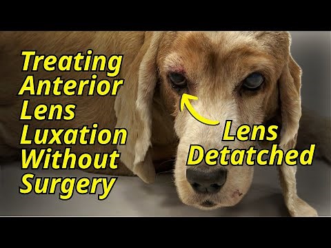 Treating anterior lens luxation without surgery | The Eye vet- Episode 65
