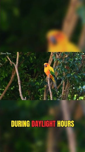 Why These Parrots Are Obsessed With Their Flock #birds #tropical #wildlife