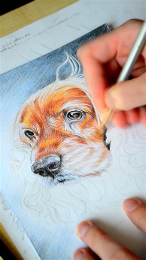 Drawing Pet Portrait in Colored Pencil #coloredpencils #drawingart #petlovers