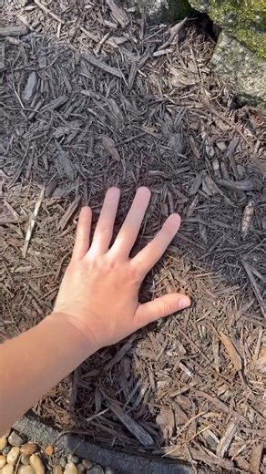 Tired of messy mulch? 😩 Glad I found the perfect solution! I used Lockscape Mulch Glue to lock everything in place. Now it's less maintenance, less mess, and my yard looks amazing year-round. 🙌 ✅ Easy to apply ✅ Stays in place ✅ Keeps your landscape looking sharp I got it from Petratools.com #LockscapeRockGlueMax #petratools #diy #landscapemadeeasy #GardenHacks | Lockdown Sticky