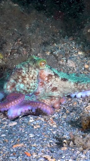 ⬆️ Caption this video!!!⬆️ 🎥: @mr.seaoctopus/IG 🤩 The Caribbean Reef Octopus has a unique anatomy that serves as its secret weapon while hunting. Its arms, four to six times the length of its mantle, are lined with two rows of large suckers capable of smelling, tasting, and latching onto objects like powerful magnets. 🧲 🦀 These versatile prey-seeking appendages can effortlessly reach into the nooks and crannies of the reef, snatching up crustaceans, fishes, bivalves, and worms. 🗺️ As it exp