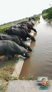 52K views · 10K reactions | #fbreels #facts #videoviral #punjabi #agriculture #buffalo #cow #farming | Shahid Awan Pak | Facebook