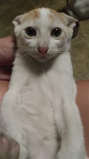 overdrive #cats #cat #kitten