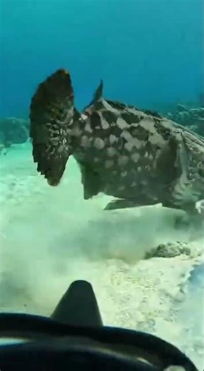 Grouper Ambushes a Snapper in the Coral Reef 😳🐟🌊