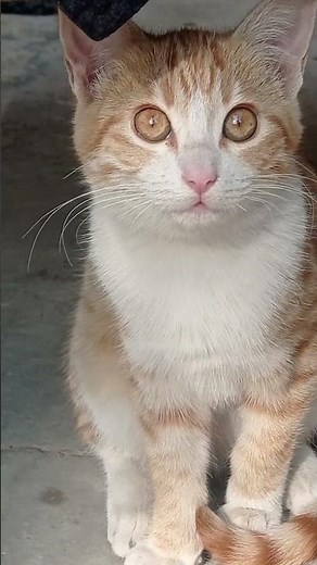 Hilarious Cat Fails That Will Make You Laugh Out Loud 😹🔥 | Must Watch!