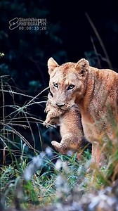 3 Tiny Lion Cubs. One Chance to Survive 🦁