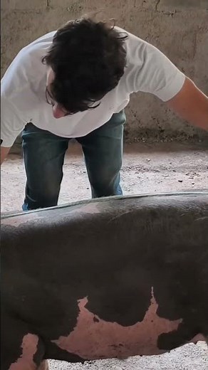 How to weigh a pig with a measuring tape using an app #how #measuringtape #pig