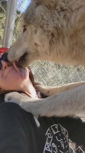 aggressive wolf kisses from Soona#wolfpuppy #wolvesoftiktok #wolfconservation #savethewolves #animalplanet #wolfpack #fypシ #wolfdoglife #wolfdogsoftiktok #ReadySetLift