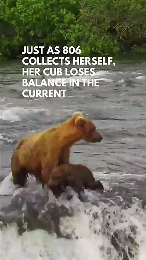 Bear Cub Falls Over Brooks Falls