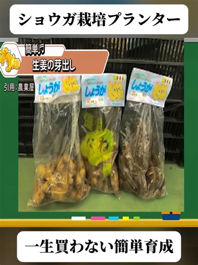 プランターで大量生姜収穫！初心者向け栽培法