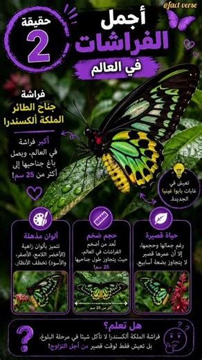🦋 أجمل 5 فراشات في العالم. رقم 4 ستأسرك بجمالها! 😍 #youtubeshorts #reels #animals #حيوانات #فراشات