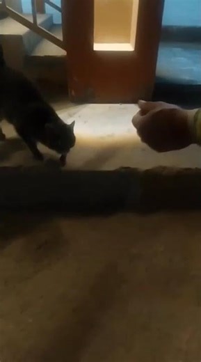 Injured lame cat #donatenow #rescueanimals