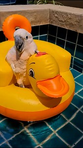 Just a pet parrot riding an inflatable duck 😂 | MetDaan Animals