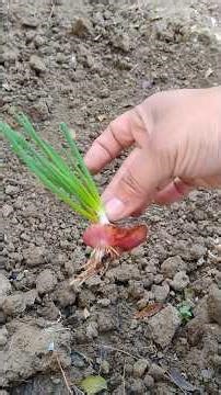 Zyada Se Zyada Pyaj Kese Ugaye🧅🧅🧅# ytshorts #garden #village gardening and farming