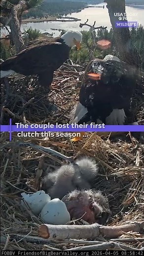 Famous Big Bear eagles welcome chicks to their nest