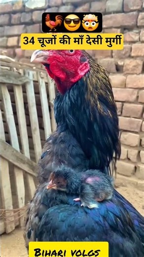 Country Hen Raising 34 Chicks 🐥🐓 # shorts # desihenfarming# Chicks # wgitachi
