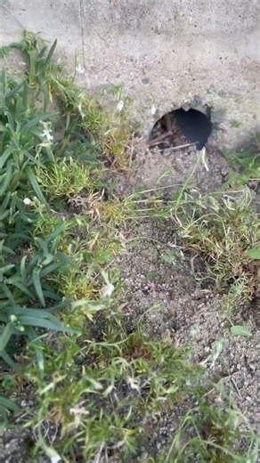 芝桜の地植え11週間経過