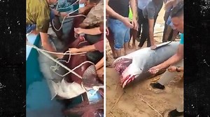 Authorities Capture and Kill Shark Responsible for Killing Man in Egypt Attack
