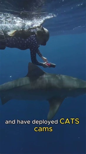 Research Methods @ONEOCEANDIVING #savesharks #sharkresearch #noninvasiveresearch #1
