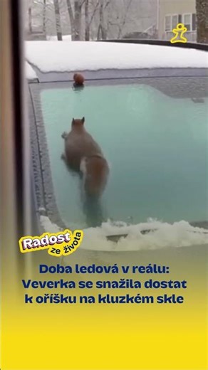 Doba ledová v reálu: Veverka se snažila dostat k oříšku na kluzkém skle. 🐿️