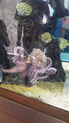 Avistamiento alienigena