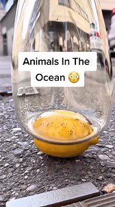 136K views · 2.3K reactions | Do they look like fish?  #fyp #foryoupage #foryourpage #xyzbca #trending #viral #foryou | Intellectual Minds | Facebook