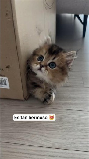 Hermoso este gato jugando en la caja #cat #shorts