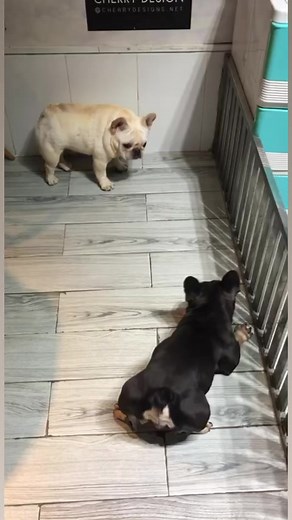 Hai con heo | Phạm Bá Hằng & icarepet