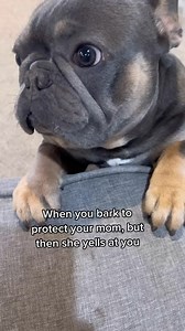 What’s barking going to do 😂 #dog #frenchie #frenchies #frenchbulldog #dogsofinsta #dogstagram #dogslife #dogsofig #frenchiesofinstagram #frenchiegram #frenchieoftheday #funnydogs #instadog #instareels #pupsofinstagram #pupsagram #pup #doglovers #frenchielovers #Frenchielife #videooftheday #dogsofinstagram #dogoftheday #frenchiesgram #frenchiepuppy #petsagram #bulldog #ilovemyfrenchie | Kash.d.frenchie