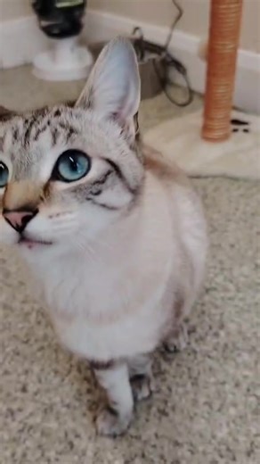 Look at those baby blues! 💙🩵 For more information and to apply for Jinx please visit; https://midantrim.org/project/jinx/ | Mid-Antrim Animal Sanctuary