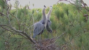 Celebrate spring with Explore! Here's a sneak peek at what's to come this season, from new chicks to new cams! | explore.org