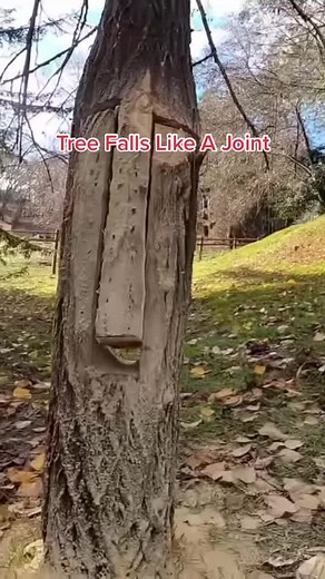Hilarious Tree Felling with Tongue and Groove Technique